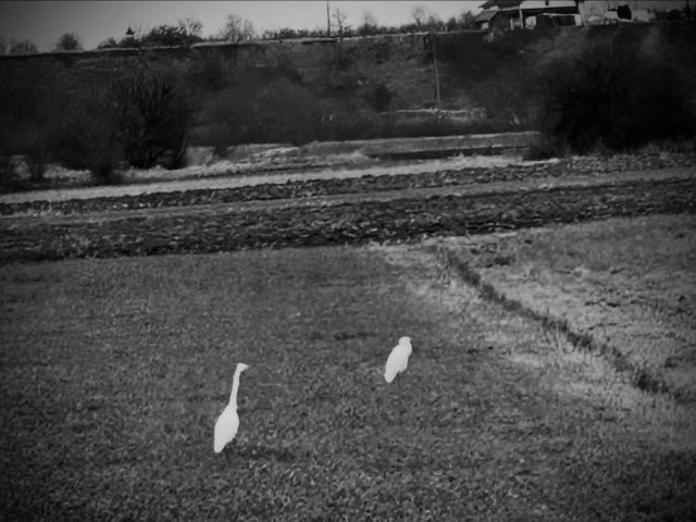 Perfect gift. The most beautiful visitor this year. Reminded me of my birthplace and my mom. 
I guess nothing is accidental.